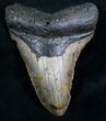 Megalodon Tooth From North Carolina #7943-1